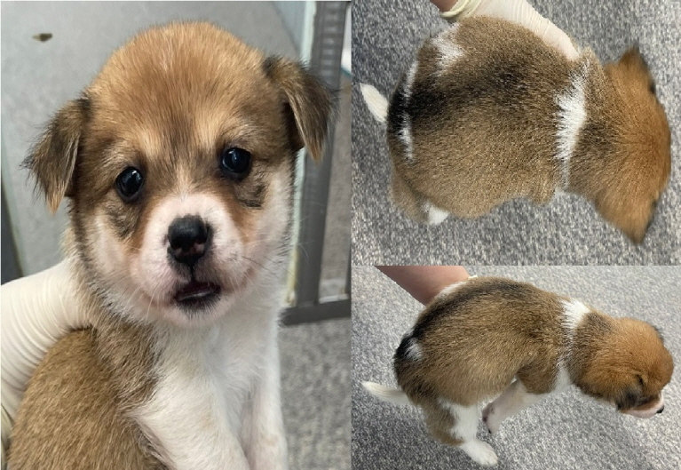 서산시 동물보호센터_444453202401573